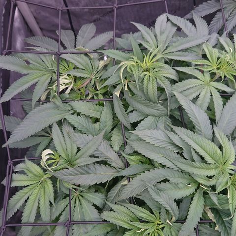 Bogota growlog timeline photo