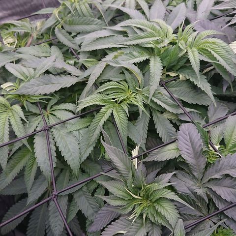 Bogota growlog timeline photo