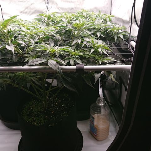Cherry Zelato growlog timeline photo