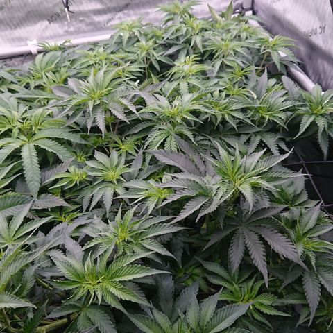 Cherry Zelato growlog timeline photo