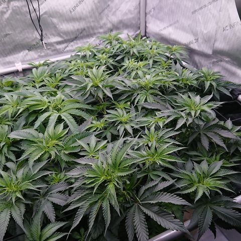 Cherry Zelato growlog timeline photo
