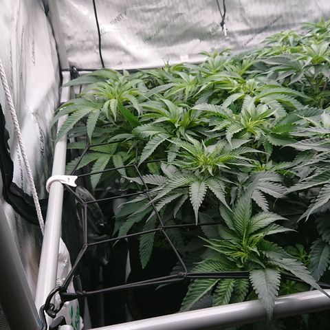 Bogota growlog timeline photo
