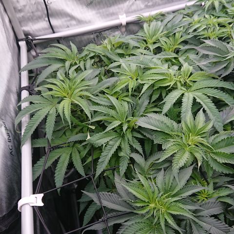 Bogota growlog timeline photo
