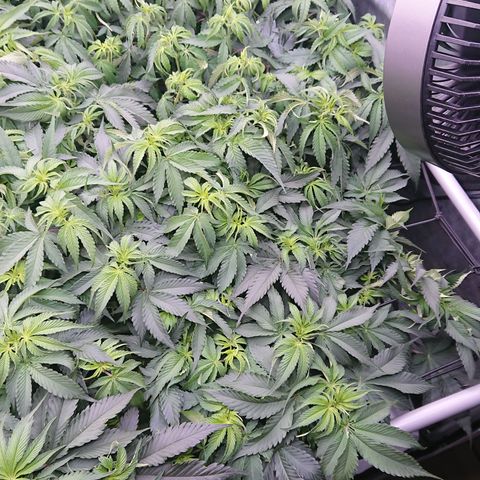 Cherry Zelato growlog timeline photo