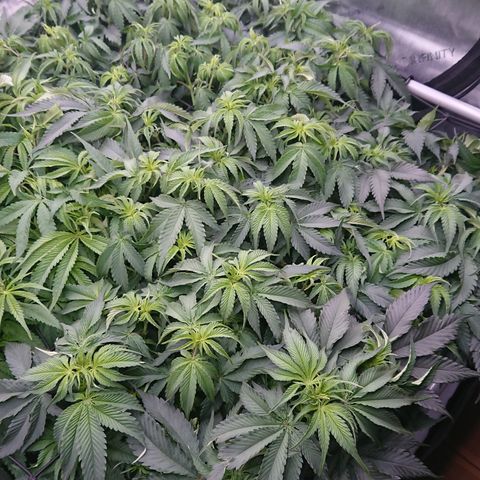Cherry Zelato growlog timeline photo