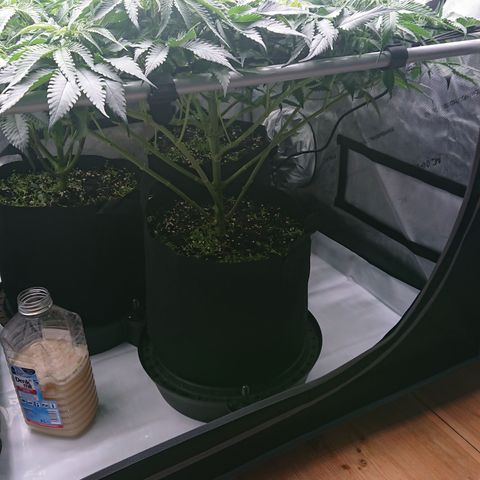 Cherry Zelato growlog timeline photo