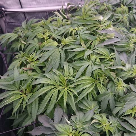 Bogota growlog timeline photo