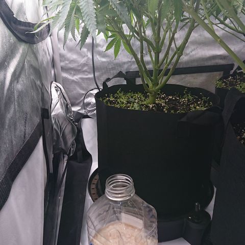 Bogota growlog timeline photo