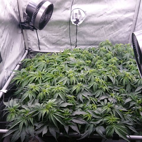 Bogota growlog timeline photo