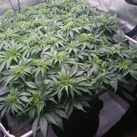 Cherry Zelato growlog timeline photo