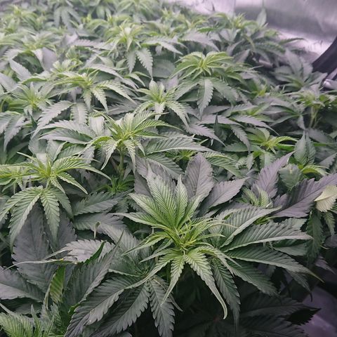 Cherry Zelato growlog timeline photo