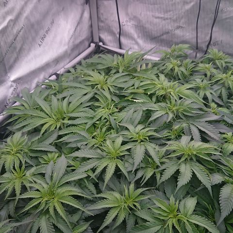 Bogota growlog timeline photo