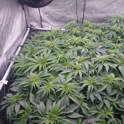 Bogota growlog timeline photo