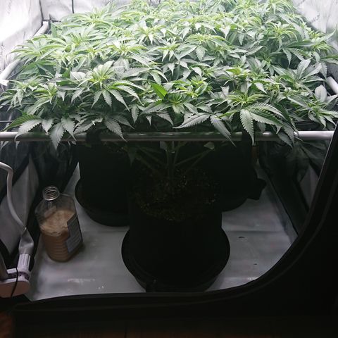 Bogota growlog timeline photo