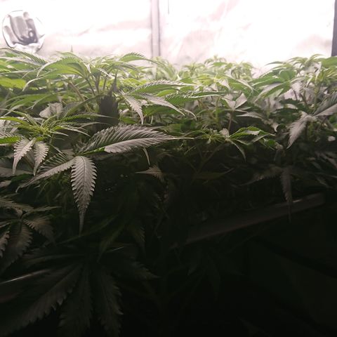 Cherry Zelato growlog timeline photo