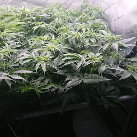Cherry Zelato growlog timeline photo