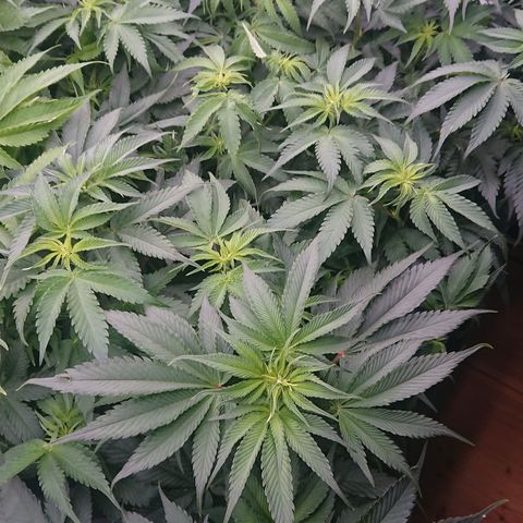 Cherry Zelato growlog timeline photo
