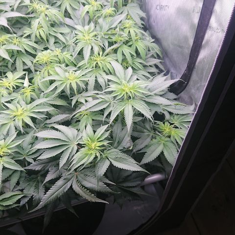 Cherry Zelato growlog timeline photo