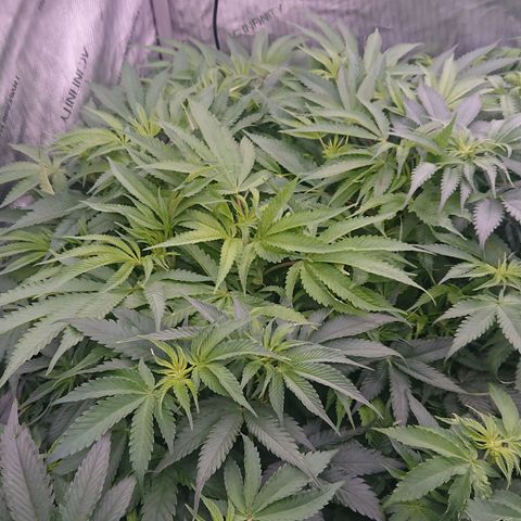 Bogota growlog timeline photo