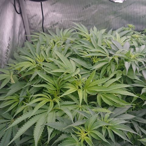 Bogota growlog timeline photo