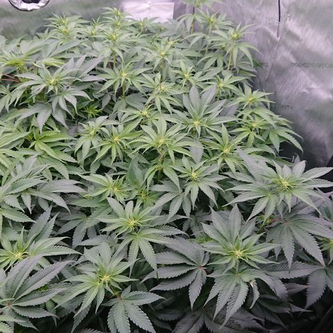 Cherry Zelato growlog timeline photo