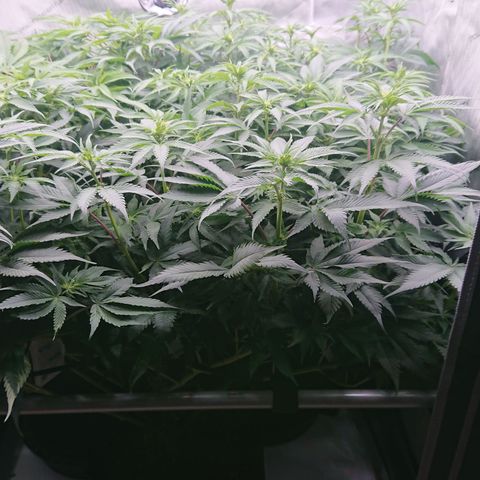 Cherry Zelato growlog timeline photo