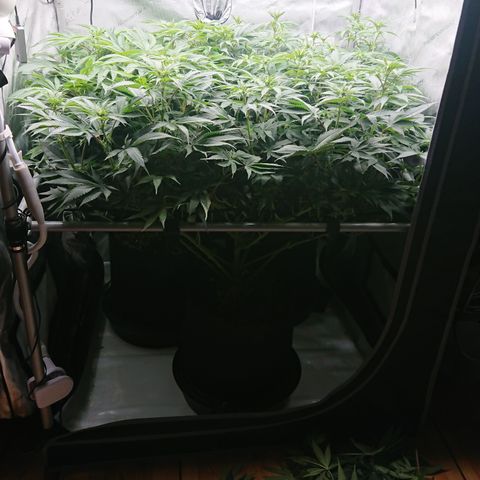 Cherry Zelato growlog timeline photo