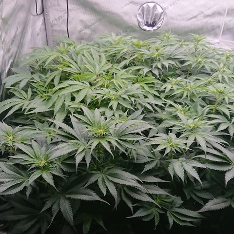 Bogota growlog timeline photo