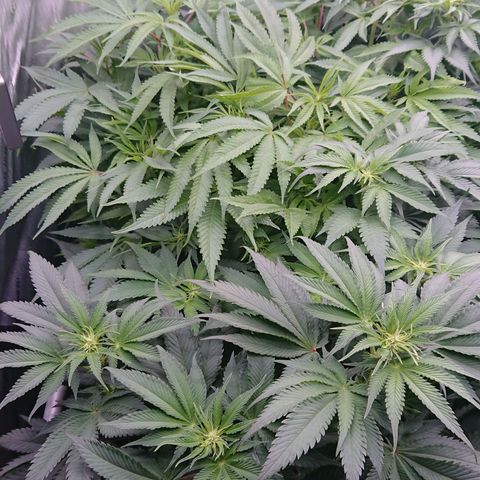 Bogota growlog timeline photo