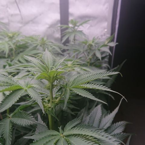 Cherry Zelato growlog timeline photo