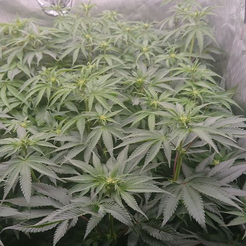 Cherry Zelato growlog timeline photo
