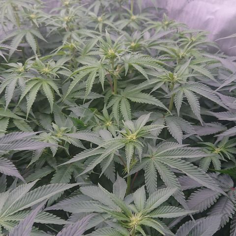 Cherry Zelato growlog timeline photo
