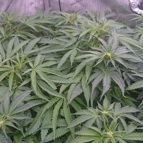Bogota growlog timeline photo