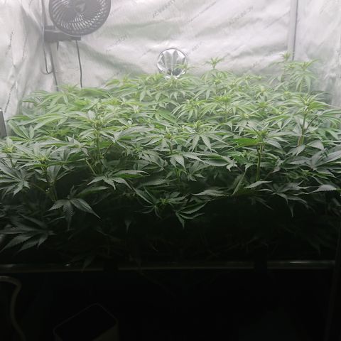 Bogota growlog timeline photo