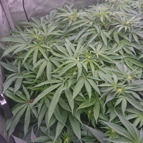 Bogota growlog timeline photo