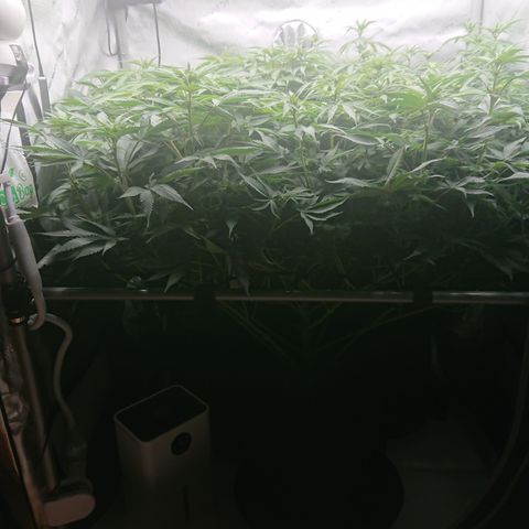 Bogota growlog timeline photo