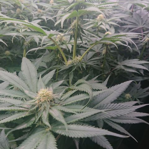 Cherry Zelato growlog timeline photo