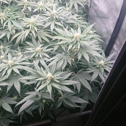 Cherry Zelato growlog timeline photo