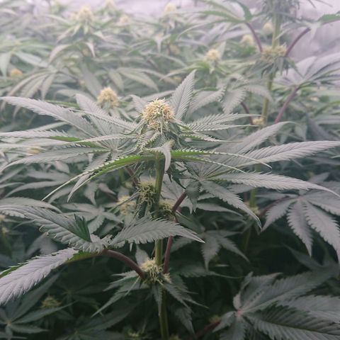 Cherry Zelato growlog timeline photo