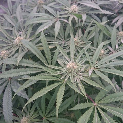 Bogota growlog timeline photo
