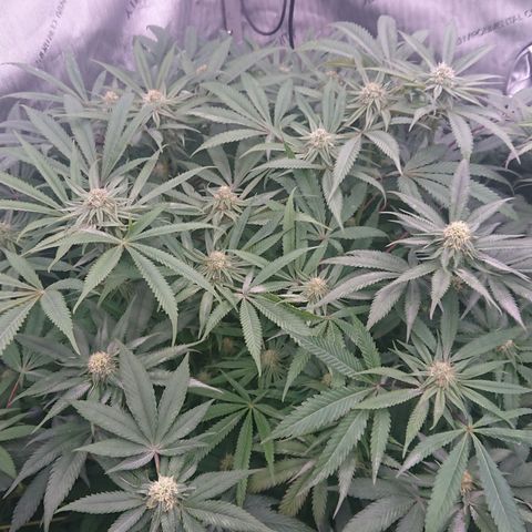 Bogota growlog timeline photo