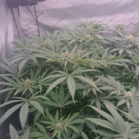 Bogota growlog timeline photo