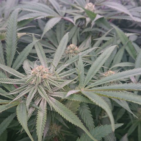 Bogota growlog timeline photo