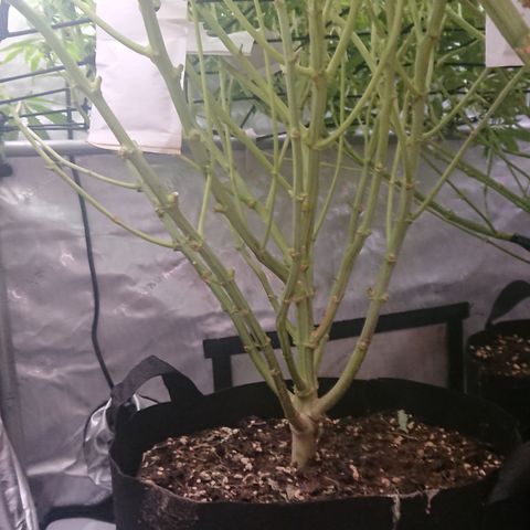 Bogota growlog timeline photo