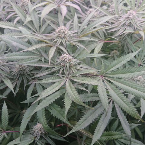 Bogota growlog timeline photo
