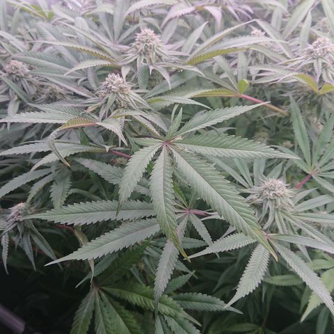 Bogota growlog timeline photo