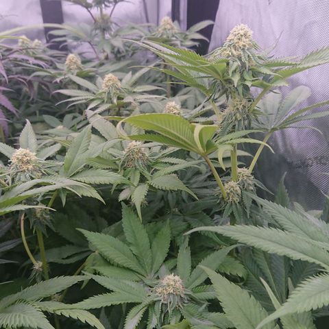 Cherry Zelato growlog timeline photo