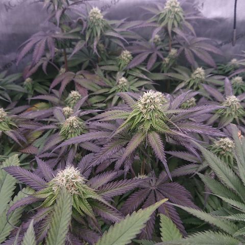 Cherry Zelato growlog timeline photo