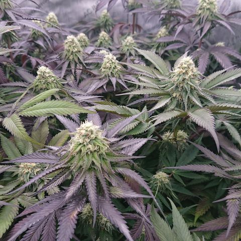 Cherry Zelato growlog timeline photo