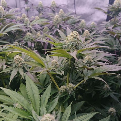 Cherry Zelato growlog timeline photo